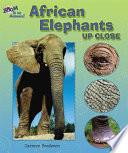 African Elephants Up Close