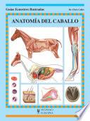 Anatomía del caballo