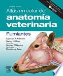 Atlas en color de anatomía veterinaria. Rumiantes 2 ed. © 2011 + Evolve