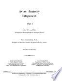Avian Anatomy Integument