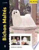 Bichon Maltés