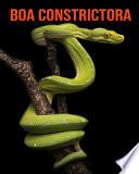 Boa constrictora