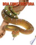 Boa constrictora