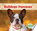 Bulldogs franceses (French Bulldogs )