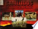 Camelidos la ganaderia del futuro