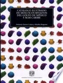 Catalogo Ilustrado de Moluscos Bivalvos Del Golfo Y Mar Caribe