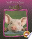Cerditos (Little Pigs)