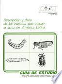 Descipcion y dano de los insectos que atacan al arroz en America Latina