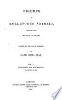 Figures of Molluscous Animals: Conchifera and Brachiopoda ; Plates 313-381