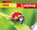From Egg to Ladybug