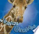 Giraffes