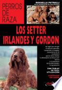 Los setter irlandés y gordon