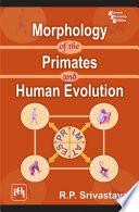 MORPHOLOGY OF THE PRIMATES AND HUMAN EVOLUTION