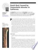 Peach Rust Caused by Tranzschelia discolor in California