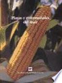 Plagas y enfermedades del maíz