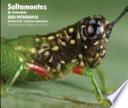 Saltamontes de Colombia - Guia Fotografica