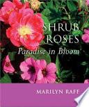 Shrub Roses