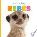 Suricatas Bebés