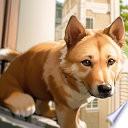 Un taquero en otro mundo.- ¡¿Mi perro es el poderoso, no yo?!